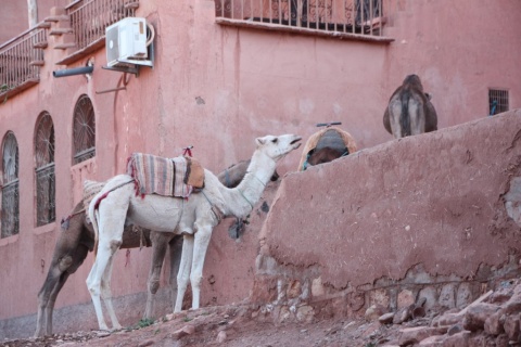 25_Tamdaght_Camel_30_small