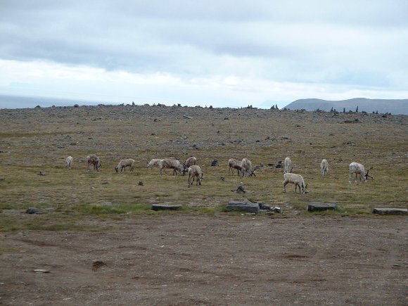 171Nordkapp