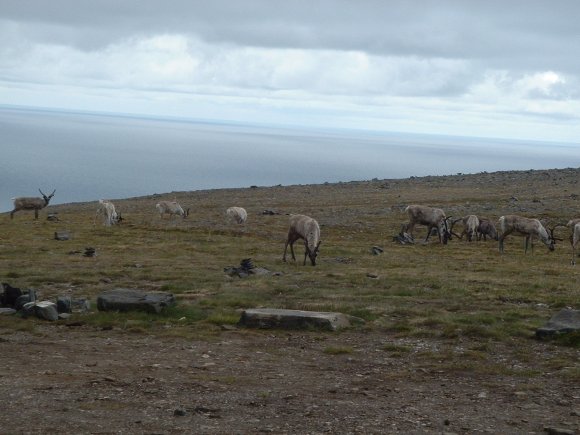 172Nordkapp