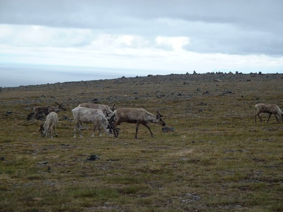 173Nordkapp