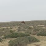 2_Tozeur_Desert_Camels_20