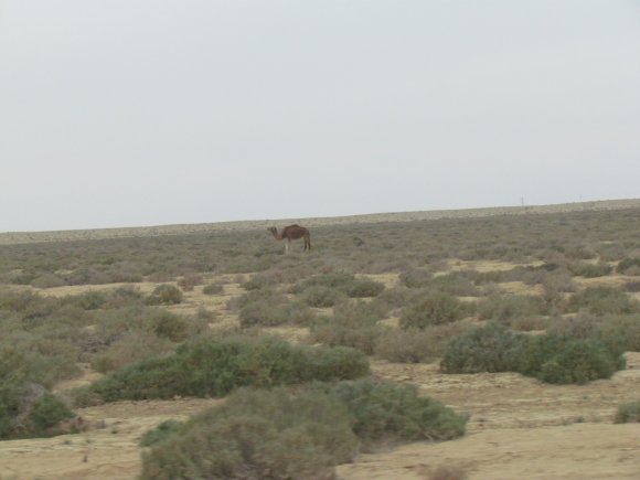 2_Tozeur_Desert_Camels_20