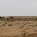 2_Tozeur_Desert_Camels_32
