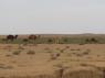 2_Tozeur_Desert_Camels_32