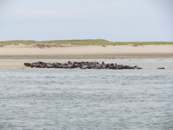 Cape_Cod_seals_09