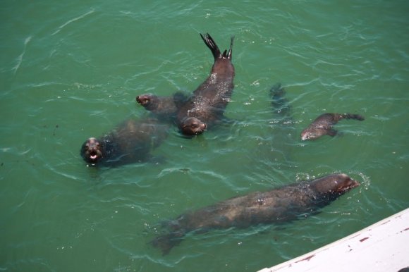 1_SantaCruz_SeaLions_11