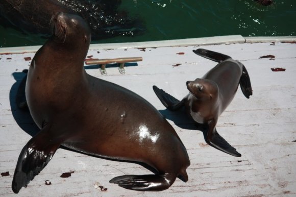 1_SantaCruz_SeaLions_14