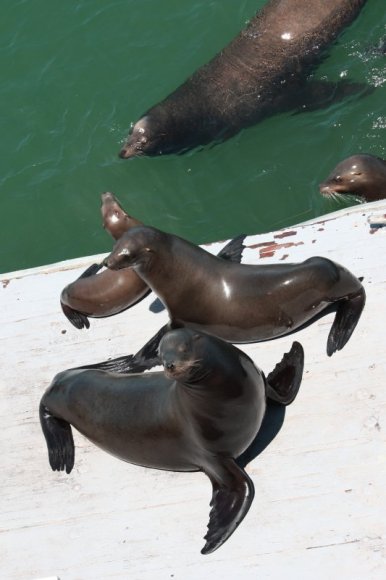 1_SantaCruz_SeaLions_15