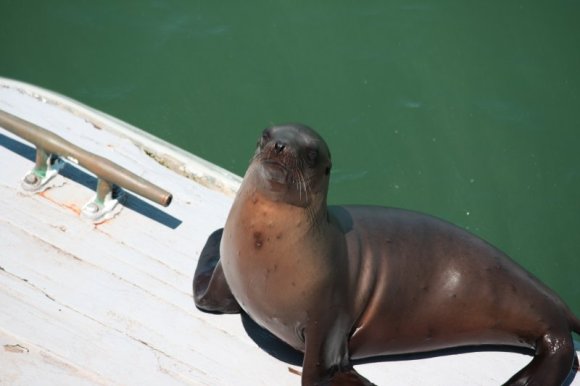 1_SantaCruz_SeaLions_16