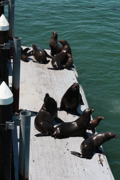 1_SantaCruz_SeaLions_19