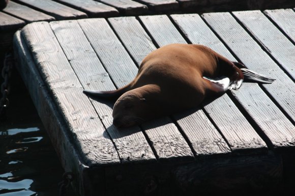 34_Sea_Lions_13