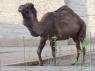 9_camel_15