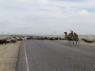 Khiva_Bukhara_road_151