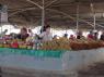 4_Tashkent_Chorsu_bazaar_14