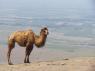 animal_camel_10